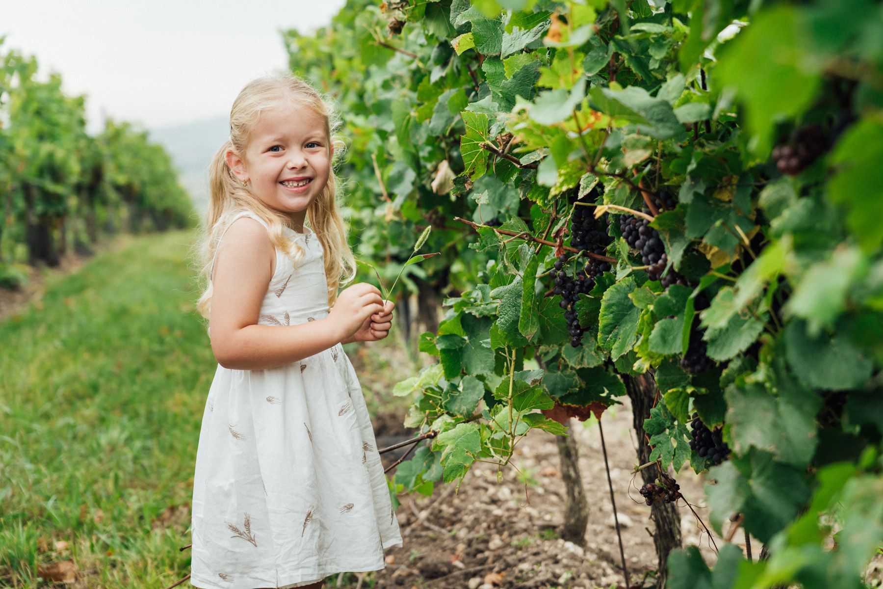 Vinařství Hrozínek - voňavé víno plné moravské chuti